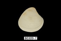 藏品(日本黃文蛤)的圖片